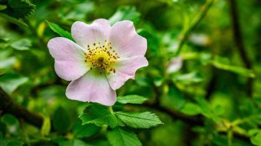 Yapraklardan oluşan bir arka planda yaban gülü çiçeği