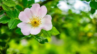 Yapraklardan oluşan bir arka planda yaban gülü çiçeği