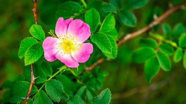 Yapraklardan oluşan bir arka planda yaban gülü çiçeği