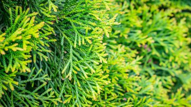 Görünür dokuya sahip yeşil zümrüt dalları