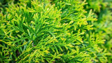 Görünür dokuya sahip yeşil zümrüt dalları