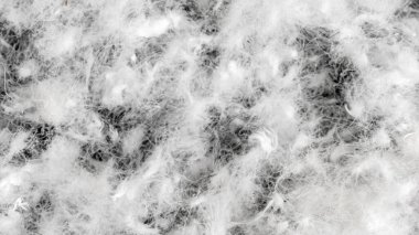 Görünür dokuya sahip kaz tüyü