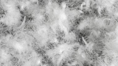 Görünür dokuya sahip kaz tüyü