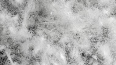 Görünür dokuya sahip kaz tüyü