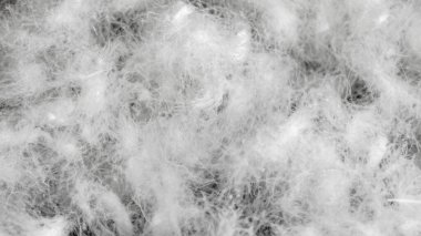 Görünür dokuya sahip kaz tüyü