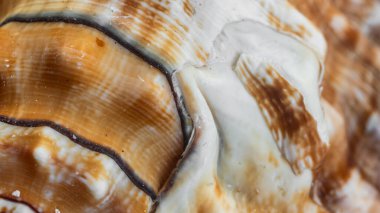 beyaz ve kahverengi salyangoz kabuğu dokusu