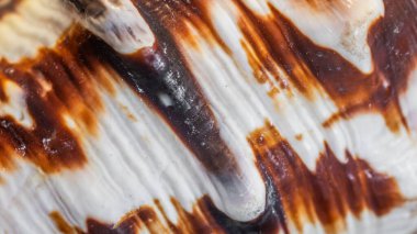 beyaz ve kahverengi salyangoz kabuğu dokusu