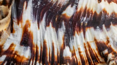 beyaz ve kahverengi salyangoz kabuğu dokusu