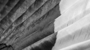 Bir kuşun beyaz ve siyah tüyleri