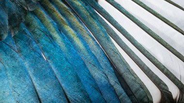 beyaz ve mavi kuş tüyleri