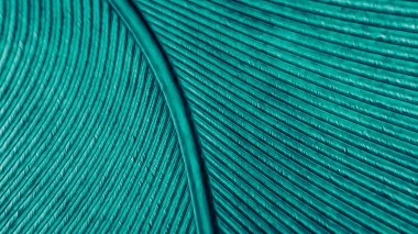 Mavi kuş tüyü dokusu