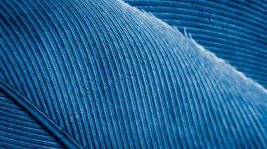 Mavi kuş tüyü dokusu