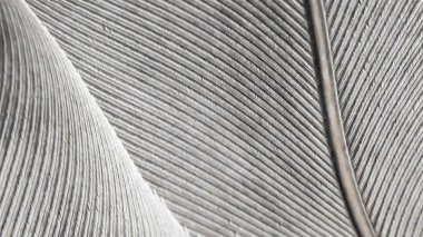 Gri kuş tüyü dokusu