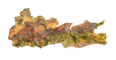 ıssız çam kabuğu parçaları