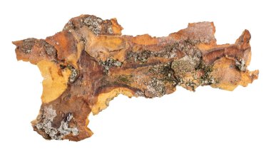 ıssız çam kabuğu parçaları