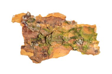 ıssız çam kabuğu parçaları