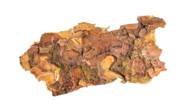 ıssız çam kabuğu parçaları