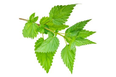 Şeffaf izole bir arkaplanda ısırgan otu.