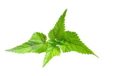 Şeffaf izole bir arkaplanda ısırgan otu.