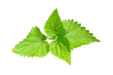 Şeffaf izole bir arkaplanda ısırgan otu.