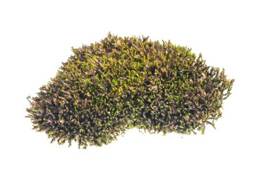 Şeffaf izole bir arkaplanda yosun.