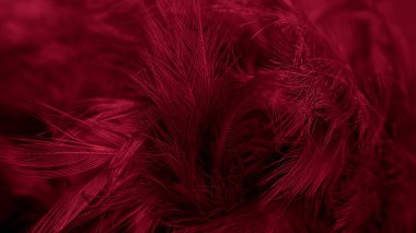 Görünür desenli kırmızı tüyler