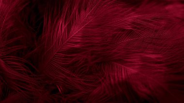 Görünür desenli kırmızı tüyler