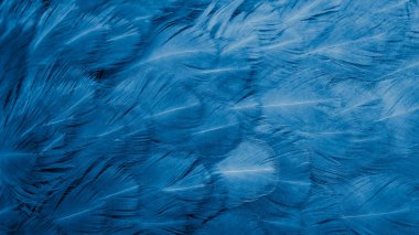 Görünür dokusu olan mavi tavuk tüyleri.