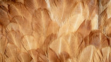 Görünür desenli kahverengi tavuk tüyleri