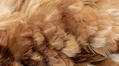 Görünür desenli kahverengi tavuk tüyleri