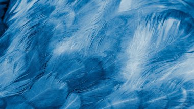 Görünür dokusu olan mavi tavuk tüyleri.