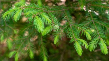 Görünür desenli yeşil ladin dalları