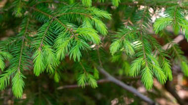 Görünür desenli yeşil ladin dalları
