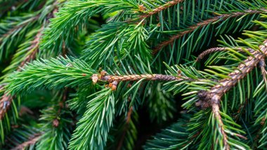 Görünür desenli yeşil ladin dalları