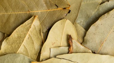 Kuru körfez yaprakları görünür detaylarla dolu. arkaplan