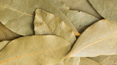 Kuru körfez yaprakları görünür detaylarla dolu. arkaplan