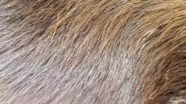 Görünür desenli kahverengi ceket.