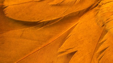 Turuncu kuş tüylerinin dokusu