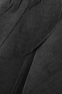 Siyah kuş tüylerinin dokusu