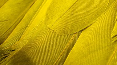 Sarı kuş tüylerinin dokusu