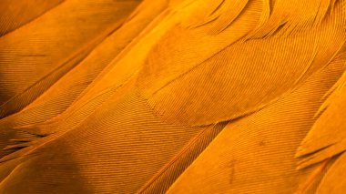 Turuncu kuş tüylerinin dokusu