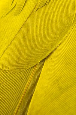 Sarı kuş tüylerinin dokusu