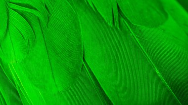 yeşil kuş tüylerinin dokusu