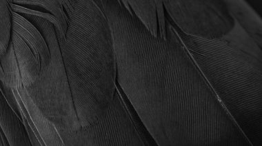 Siyah kuş tüylerinin dokusu