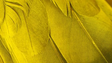 Sarı kuş tüylerinin dokusu
