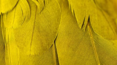 Sarı kuş tüylerinin dokusu