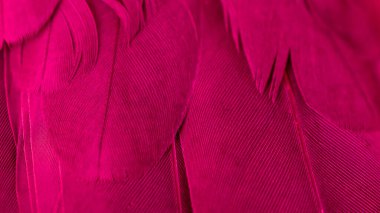 menekşe kuş tüylerinin dokusu