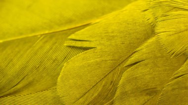 Sarı kuş tüylerinin dokusu