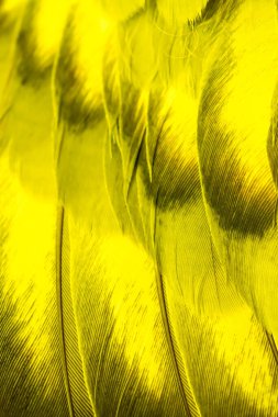 Sarı kuş tüylerinin dokusu