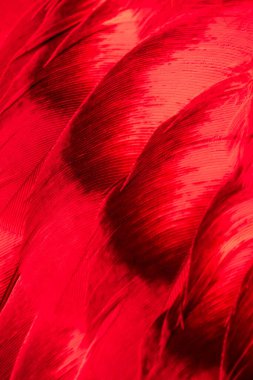 Kırmızı kuş tüylerinin dokusu
